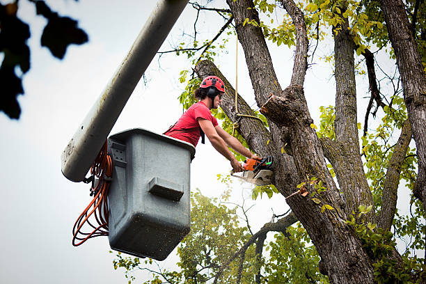 The Steps Involved in Our Tree Care Process in Yreka, CA